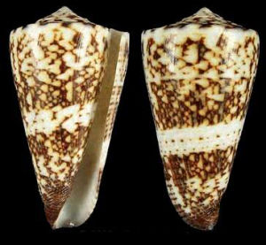 德布里刺繡芋螺