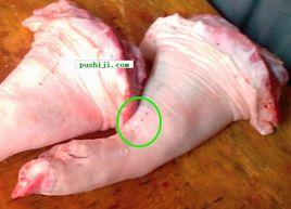 七孔豬蹄 七孔豬蹄