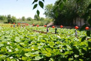 乃門莫墩鄉 乃門莫墩鄉