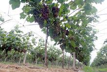 油車港優質葡萄園