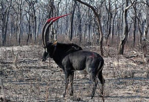 大黑馬羚 大黑馬羚