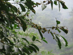 腳骨脆族 腳骨脆族