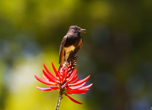暗頂蠅霸鶲 暗頂蠅霸鶲