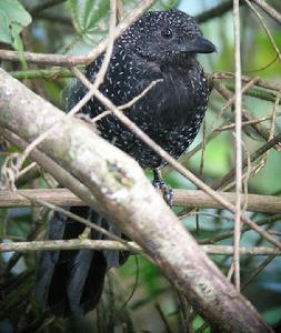 大尾蟻鵙 大尾蟻鵙