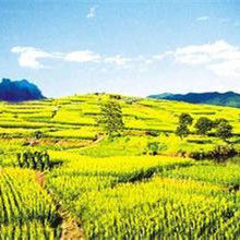 黃花之鄉 黃花之鄉