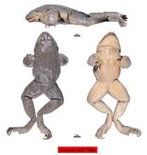 劉氏棘蛙 劉氏棘蛙