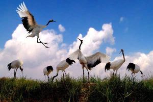 江蘇鹽城國家級珍禽自然保護區