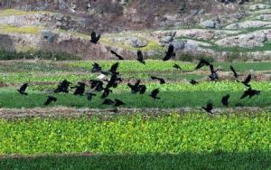 哈騰套海自然保護區