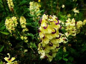 長筒馬先蒿 長筒馬先蒿