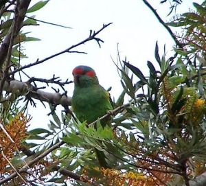姬吸蜜鸚鵡 姬吸蜜鸚鵡