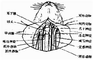 鎖骨下動脈盜血綜合徵