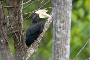 黑斑犀鳥 黑斑犀鳥
