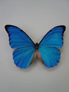 美神閃蝶 美神閃蝶