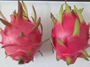 美龍1號火龍果 美龍1號火龍果