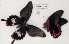 梁祝鳳蝶.雲南名蝶