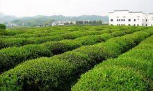 婺源茶