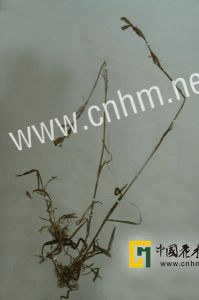 禾葉蠅子草 禾葉蠅子草