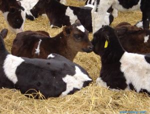 牛病毒性腹瀉-黏膜病 牛病毒性腹瀉-黏膜病