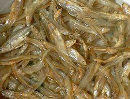 巢湖毛刀魚 巢湖毛刀魚
