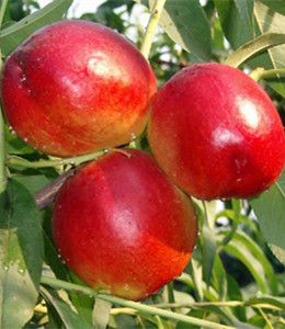 華光油桃 華光油桃