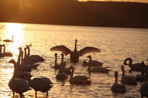 三門峽黃河濕地保護區白天鵝