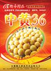 中黃36