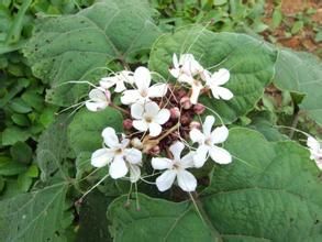 南垂臭茉莉 南垂臭茉莉