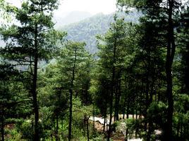 詠史·鬱郁澗底松 詠史·鬱郁澗底松