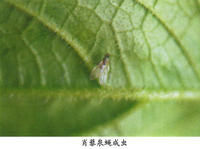 肖藜泉蠅 肖藜泉蠅