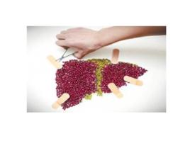 B肝三系統 B肝三系統