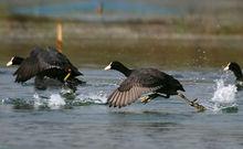 白骨頂雞指名亞種(圖4)