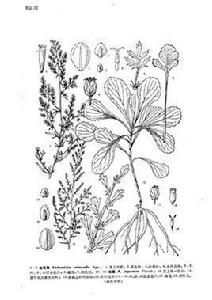 牡蒿（原變種）