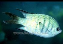 惠氏豆娘 惠氏豆娘