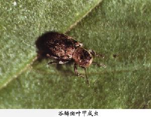 谷鱗斑葉甲 谷鱗斑葉甲