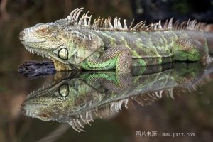 綠鬣蜥（美洲鬣蜥科） 分布在墨西哥、南美的森林和河流，全長150－200厘米，植食性。最為廣泛飼養作寵物的蜥蜴。