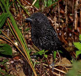 斑尾蟻鷯 斑尾蟻鷯