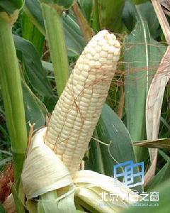 玉米品種——玉美頭108