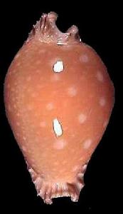 菲律賓金星寶螺 菲律賓金星寶螺