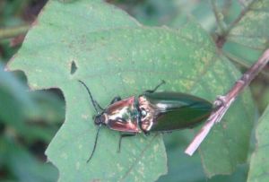 巨四葉叩甲 巨四葉叩甲