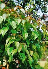 雲南巴豆 雲南巴豆