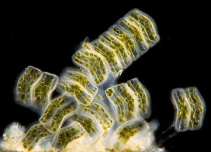 生物學基地班 -微生物攝影