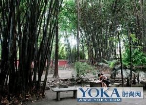 別無他求[姜鵬數字專輯]