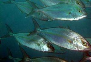 杜氏叫姑魚 杜氏叫姑魚