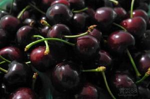 澳洲番櫻桃 澳洲番櫻桃