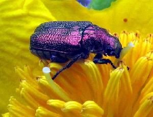 紫色甲殼蟲 紫色甲殼蟲