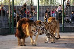 廈門海滄野生動物園