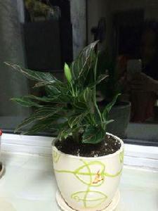 紅脈粗肋草 紅脈粗肋草