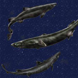 蒲原氏霞鯊 蒲原氏霞鯊