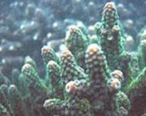 指形鹿角珊瑚 指形鹿角珊瑚