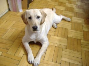 拉不拉多獵犬 拉不拉多獵犬